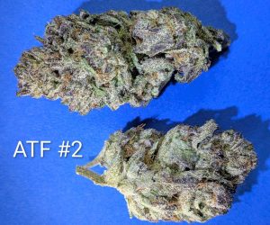 ATF #2 Alaskan Thunder cannabis flower