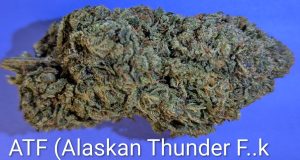 ATF Alaskan Thunder cannabis flower