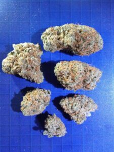 Dope Boy (indoor smalls)