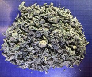 Grasshopper Canna product and ordering information image