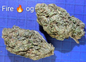 Grasshopper Canna product and ordering information image