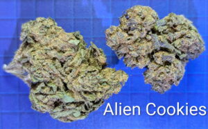 Grasshopper Canna product and ordering information image
