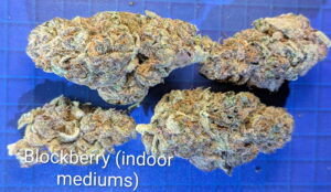 Grasshopper Canna product and ordering information image