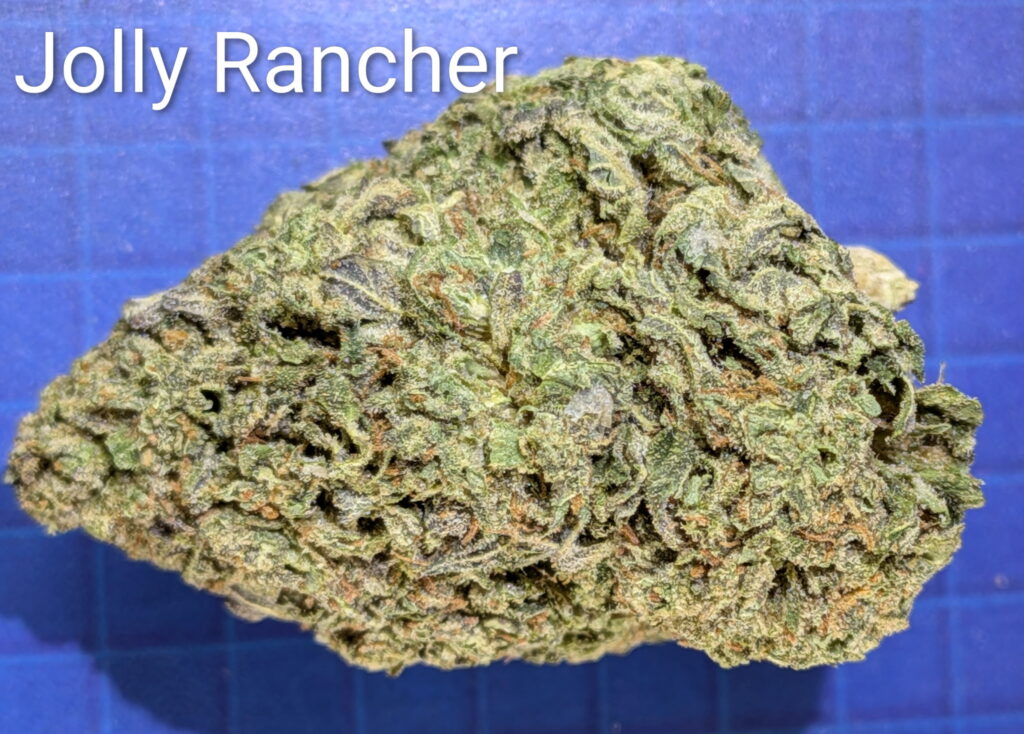 Grasshopper Canna product and ordering information image