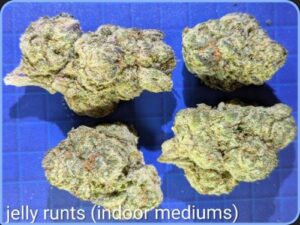 Jelly Runts