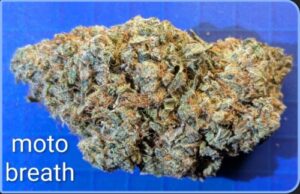 Moto Breath
