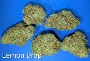Lemon Drop cannabis flower