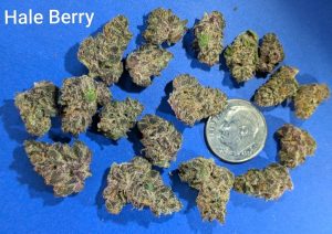 Hale Berry (indoor smalls) cannabis flower