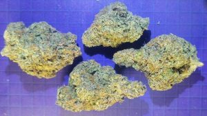 Sherbet Cream Pie cannabis flower