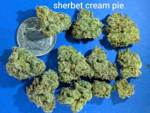 Sherbet Cream Pie (indoor smalls) cannabis flower