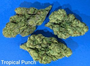 Tropical Punch cannabis flower