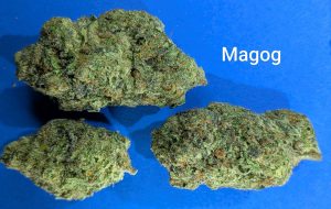 Magog cannabis flower